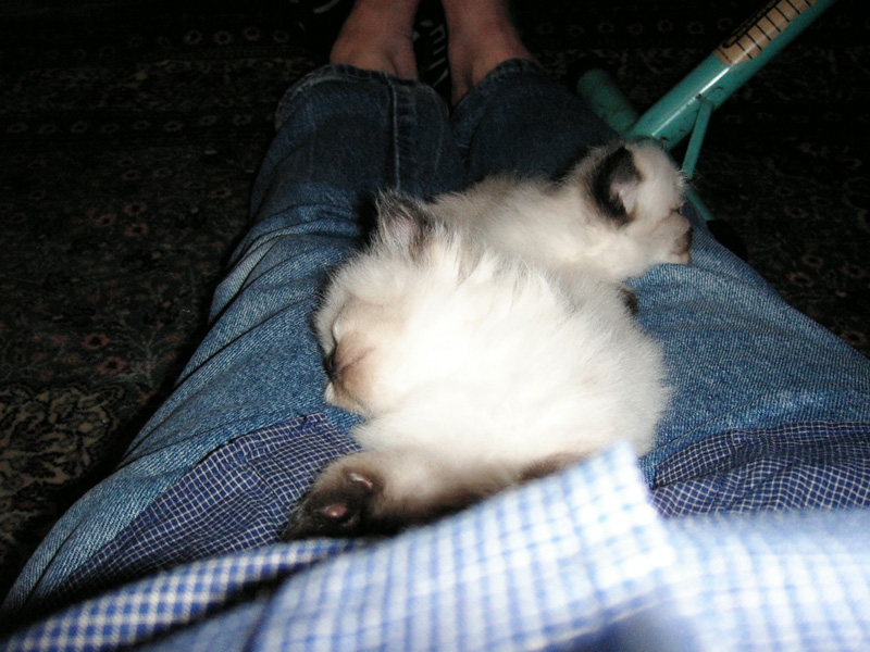 w2067 napping on Granpa.jpg 195.1K